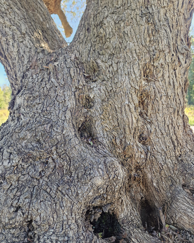 Olivier multi-centenaire (Olea europaea) – Arbre d’exception