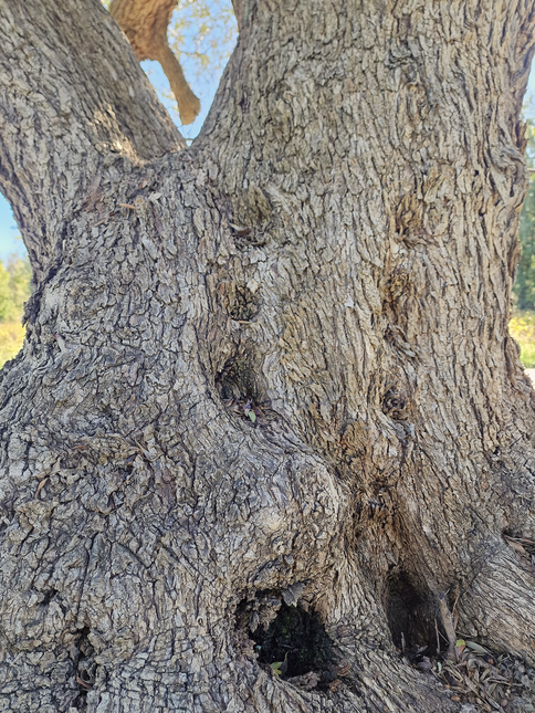 Olivier multi-centenaire (Olea europaea) – Arbre d’exception