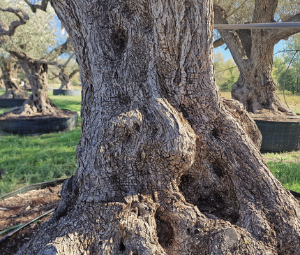 Olivier centenaire (Olea europaea) – Arbre d’ornement d’exception