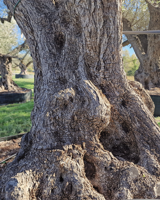 Olivier centenaire (Olea europaea) – Arbre d’ornement d’exception