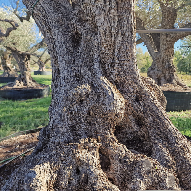 Olivier centenaire (Olea europaea) – Arbre d’ornement d’exception