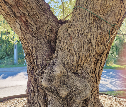 Olivier centenaire (Olea europaea) 4 mètres – Arbre d'exception