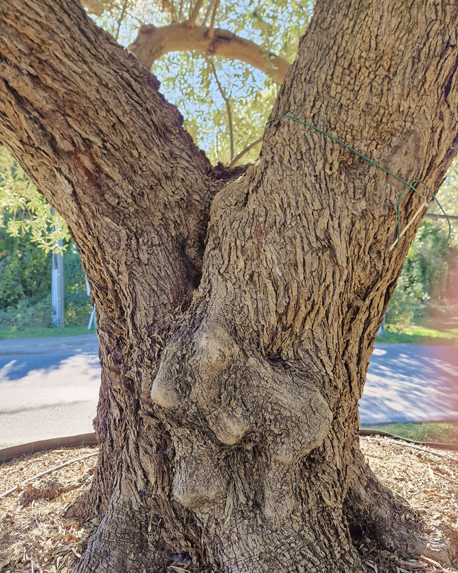 Olivier centenaire (Olea europaea) 4 mètres – Arbre d'exception