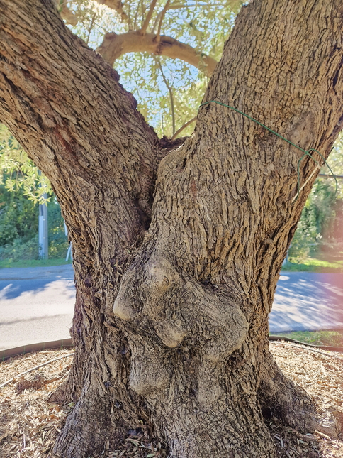Olivier centenaire (Olea europaea) 4 mètres – Arbre d'exception