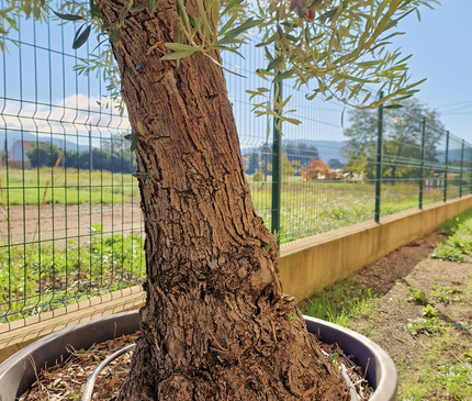 Olivier Gordal – Olea europaea – 240 cm – Tronc 60/70 cm