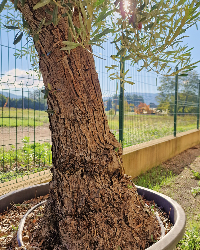 Olivier Gordal – Olea europaea – 240 cm – Tronc 60/70 cm