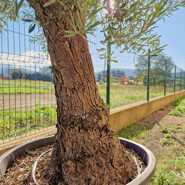 Olivier Gordal – Olea europaea – 240 cm – Tronc 60/70 cm