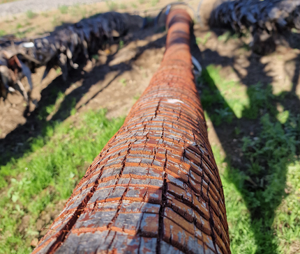 Palmier couché washingtonia robusta nettoyé - 5 mètres