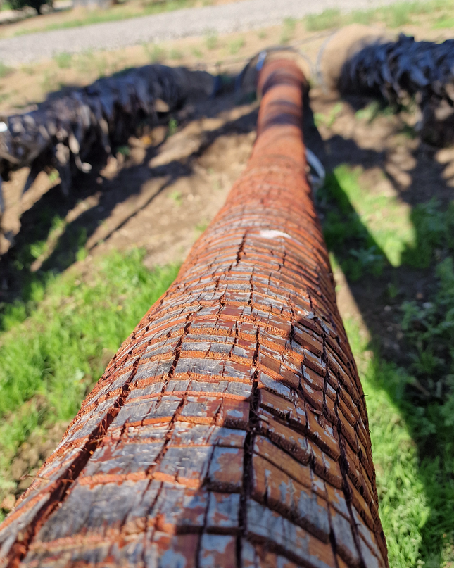 Palmier couché washingtonia robusta nettoyé - 5 mètres