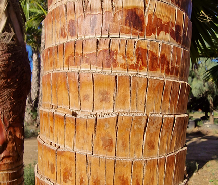 Palmier Washingtonia nettoyé - Stipe (tronc) de 190 centimètres