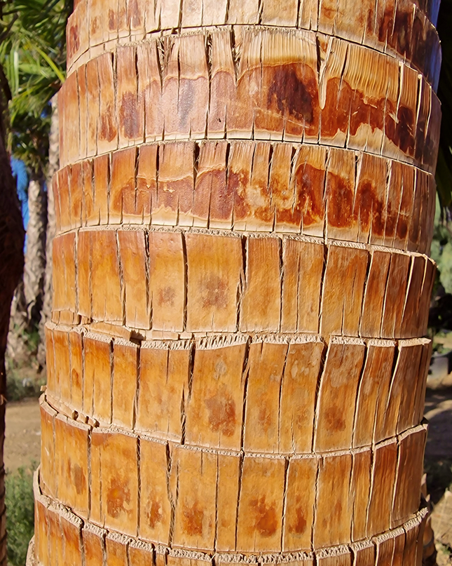 Palmier Washingtonia nettoyé - Stipe (tronc) de 190 centimètres