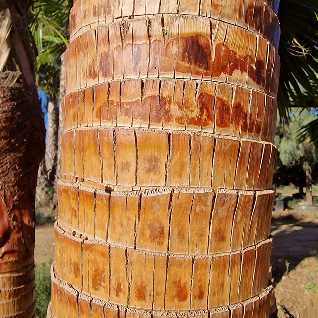 Palmier Washingtonia nettoyé - Stipe (tronc) de 190 centimètres