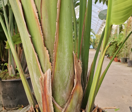 Strelitzia augusta - de 2 à 2,2 mètres de hauteur - contenance 50L