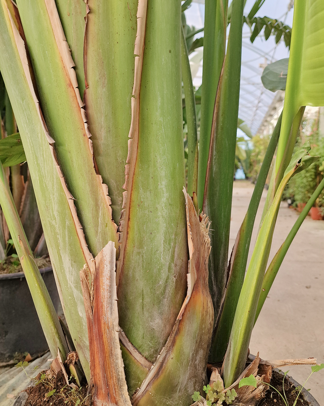 Strelitzia augusta - de 2 à 2,2 mètres de hauteur - contenance 50L