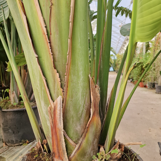 Strelitzia augusta - de 2 à 2,2 mètres de hauteur - contenance 50L