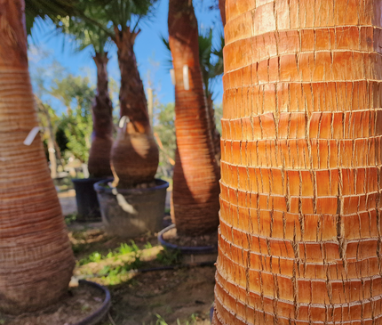 Palmier Washingtonia nettoyé - tronc de 200 centimètres