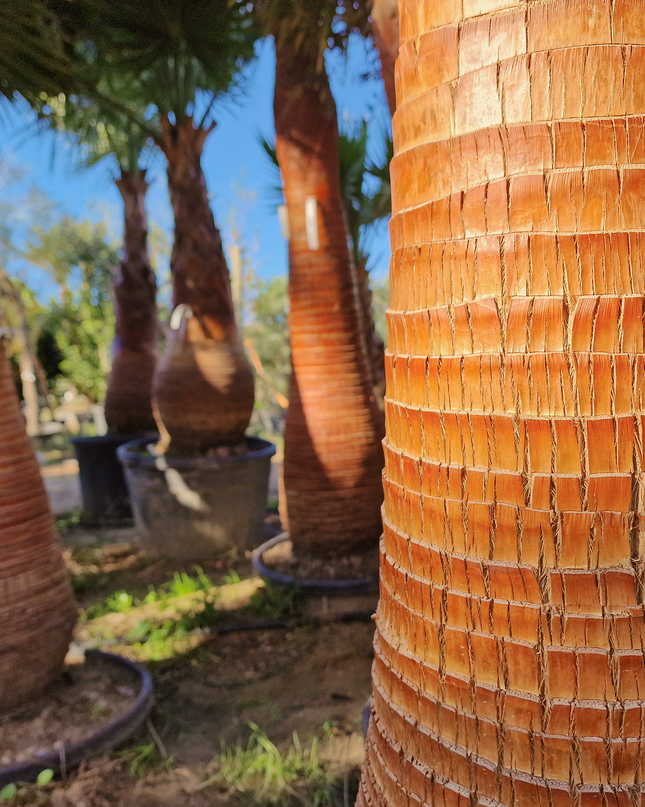 Palmier Washingtonia nettoyé - tronc de 200 centimètres