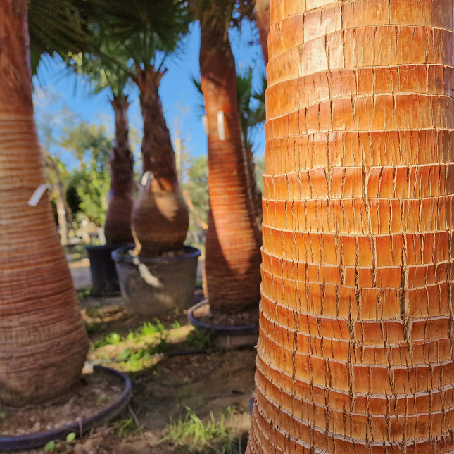Palmier Washingtonia nettoyé - tronc de 200 centimètres