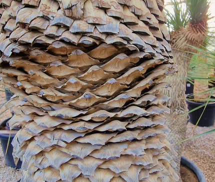 Yucca rostrata - tronc de 120 à 140 centimètres