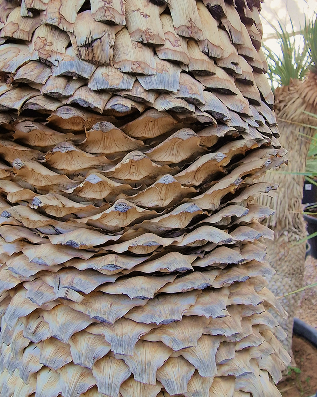 Yucca rostrata - tronc de 120 à 140 centimètres