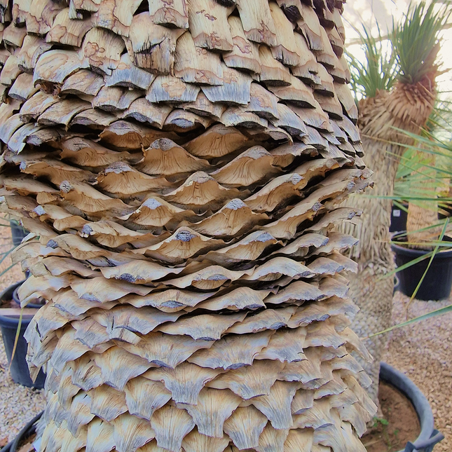 Yucca rostrata - tronc de 120 à 140 centimètres