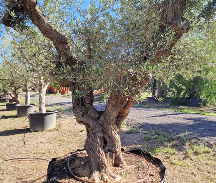 Olivier centenaire (Olea europaea) – 1,80 mètre