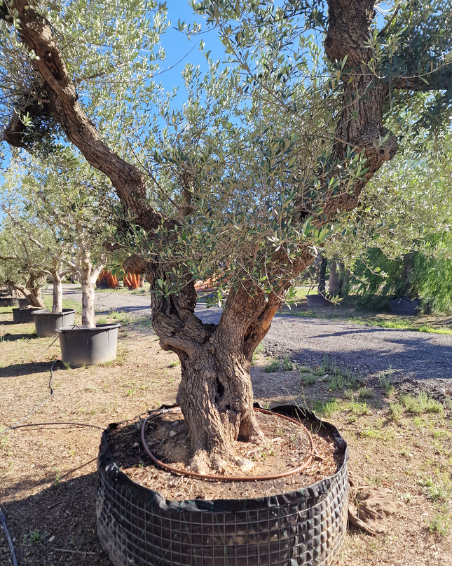 Olivier centenaire (Olea europaea) – 1,80 mètre