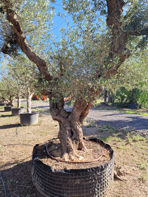 Olivier centenaire (Olea europaea) – 1,80 mètre