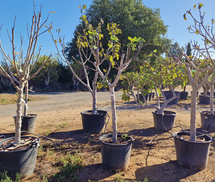 Figuier (Ficus carica) – Hauteur 180 à 200 cm - Circonférence de 30 à 35 centimètres