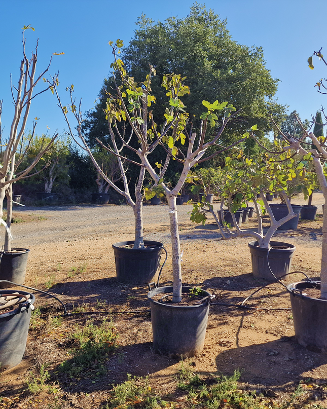 Figuier (Ficus carica) – Hauteur 180 à 200 cm - Circonférence de 30 à 35 centimètres