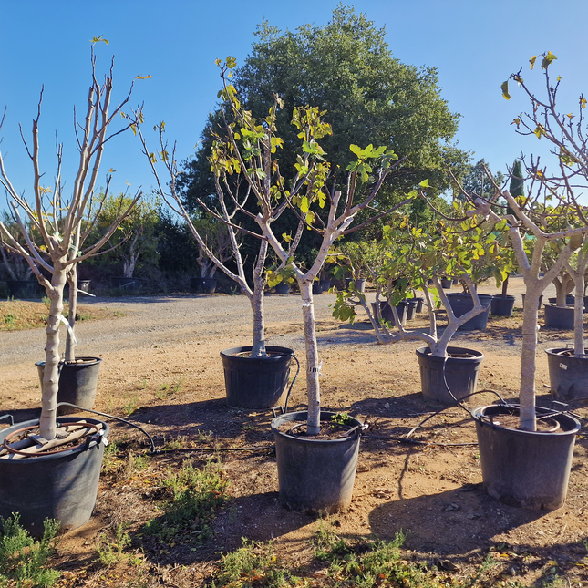 Figuier (Ficus carica) – Hauteur 180 à 200 cm - Circonférence de 30 à 35 centimètres