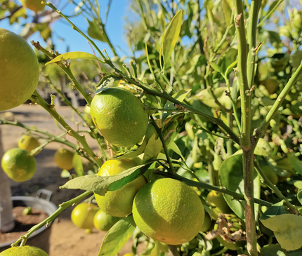 Mandarinier - circonférence 20 à 25 cm