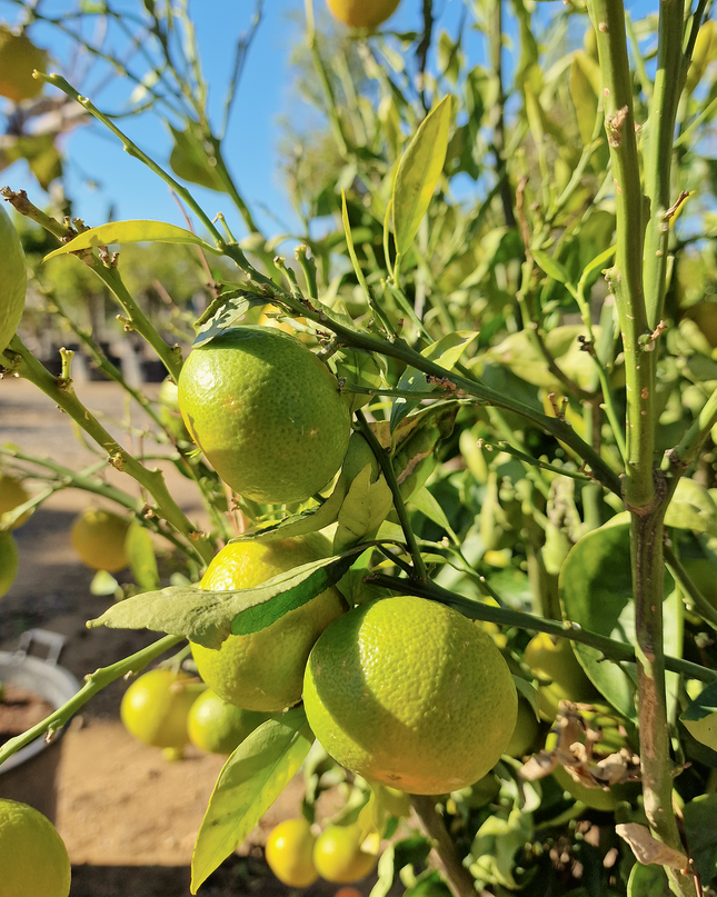 Mandarinier - circonférence 20 à 25 cm