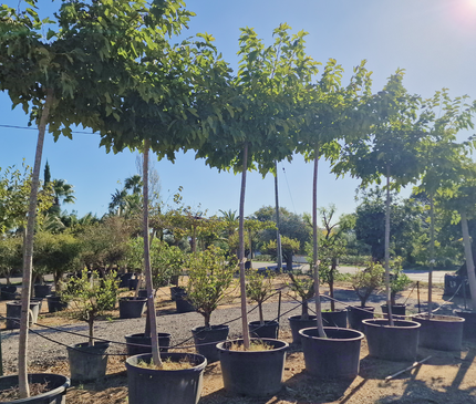 Murier Platane Stérile tige haute (Morus Fruitless) 18-20 cm de circonférence - 350 cm