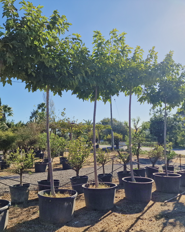 Murier Platane Stérile tige haute (Morus Fruitless) 18-20 cm de circonférence - 350 cm