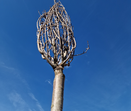 Cerisier du Japon - Prunus serrulata  18/20 cm – 3 mètres de hauteur - Arbre d’ornement à floraison spectaculaire