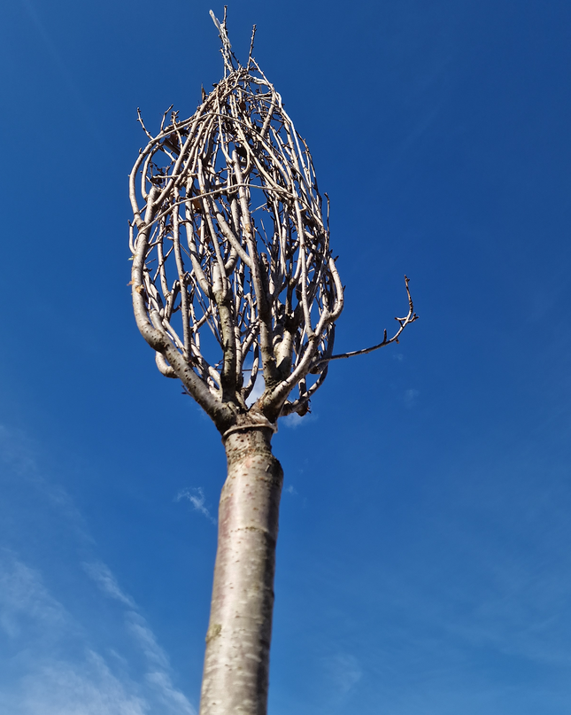 Cerisier du Japon - Prunus serrulata  18/20 cm – 3 mètres de hauteur - Arbre d’ornement à floraison spectaculaire