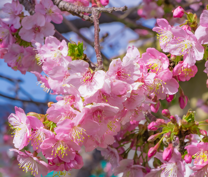 Cerisier du Japon - Prunus serrulata  18/20 cm – 3 mètres de hauteur - Arbre d’ornement à floraison spectaculaire