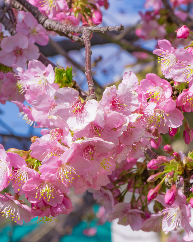 Cerisier du Japon - Prunus serrulata  18/20 cm – 3 mètres de hauteur - Arbre d’ornement à floraison spectaculaire