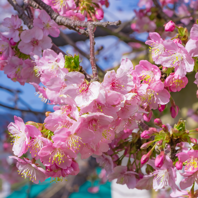 Cerisier du Japon - Prunus serrulata  18/20 cm – 3 mètres de hauteur - Arbre d’ornement à floraison spectaculaire