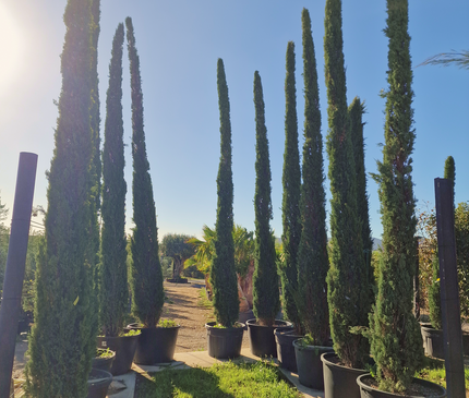 Cyprès de Provence / Cyprès de Florence – 5 à 5,5 mètre