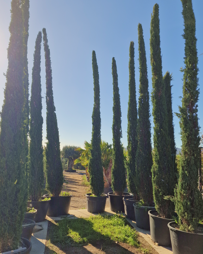 Cyprès de Provence / Cyprès de Florence – 5 à 5,5 mètre