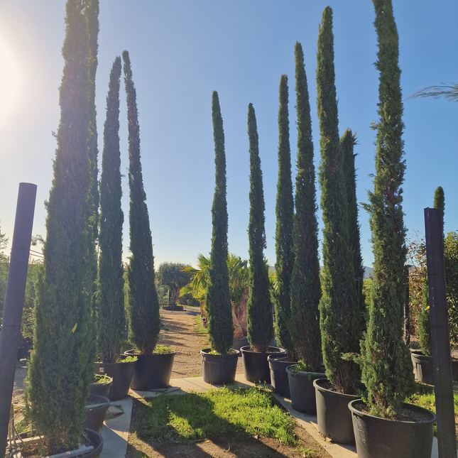 Cyprès de Provence / Cyprès de Florence – 5 à 5,5 mètre