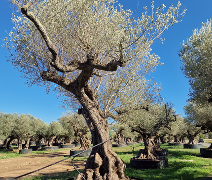 Olivier centenaire (Olea europaea) – Arbre d’ornement d’exception