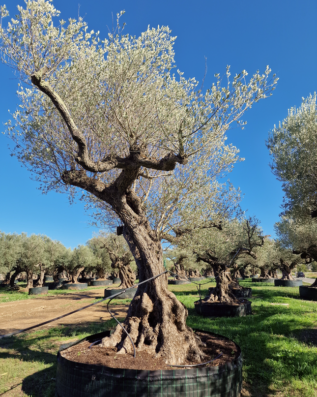 Olivier centenaire (Olea europaea) – Arbre d’ornement d’exception