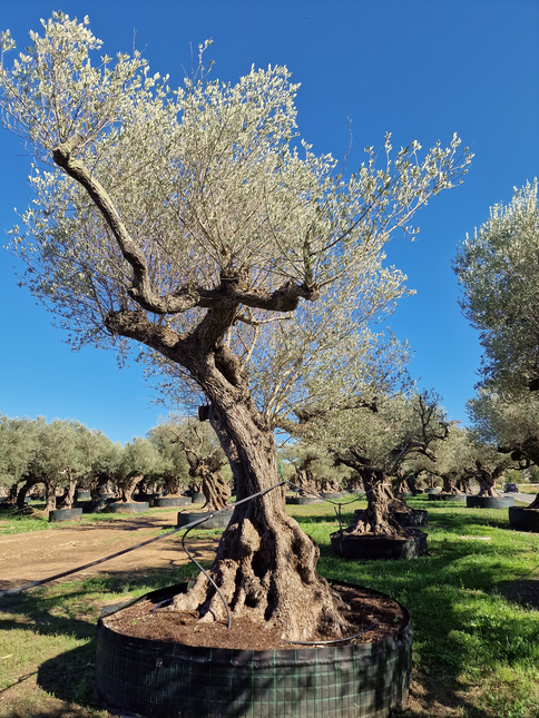 Olivier centenaire (Olea europaea) – Arbre d’ornement d’exception
