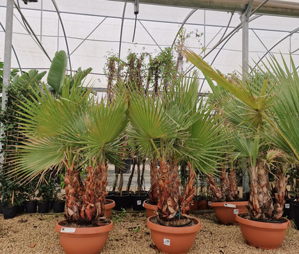 Palmier Washingtonia robusta – 3 troncs – Stipe 40/60 cm - palmier à croissance rapide
