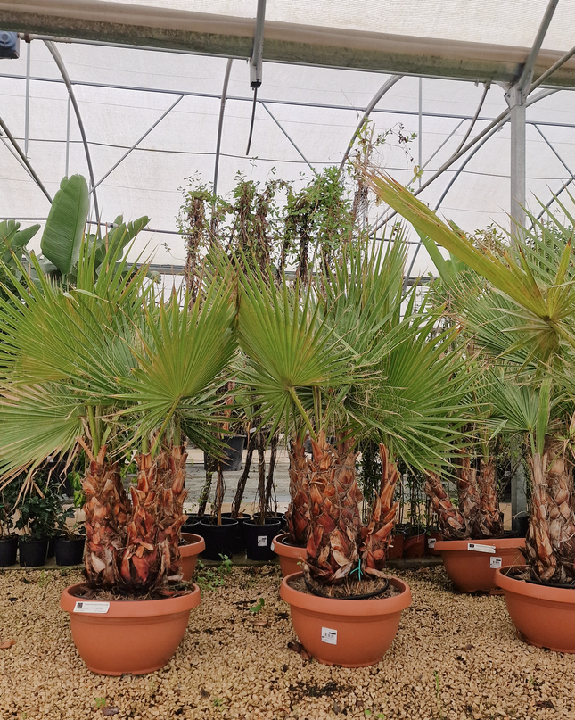 Palmier Washingtonia robusta – 3 troncs – Stipe 40/60 cm - palmier à croissance rapide