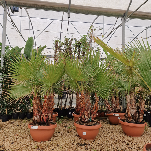 Palmier Washingtonia robusta – 3 troncs – Stipe 40/60 cm - palmier à croissance rapide