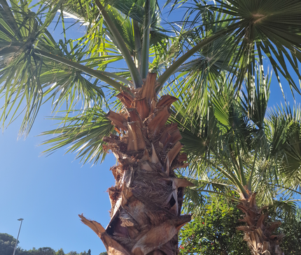 Palmier couché washingtonia robusta nettoyé - 5 mètres